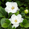 2.5 Qt. Gardenia Buttons Flowering Shrub with White Flowers