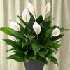 Spathiphyllum Peace Lily, Live Flowering Plant, 6-Inch Pot, Low-Light, Easy Care, Air-Purifying Houseplant