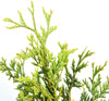 Thuja Green Giant Live Plant, 3-4 Ft, Includes Care Guide