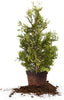Thuja Green Giant Live Plant, 3-4 Ft, Includes Care Guide